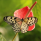 Výstava tropických motýlů ve skleníku Fata Morgana 